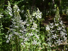 Ornithogalum arcuatum