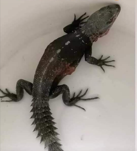 Yucatán Spiny-tailed Iguana