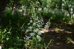 Ornithogalum arcuatum