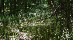 Ornithogalum arcuatum