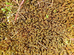 Syntrichia ruraliformis