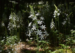 Ornithogalum arcuatum