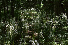 Ornithogalum arcuatum