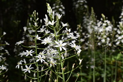 Ornithogalum arcuatum