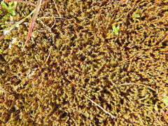 Syntrichia ruraliformis