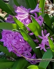 Hyacinthus