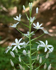 Ornithogalum arcuatum