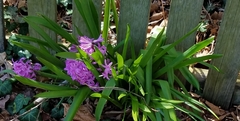 Hyacinthus
