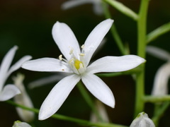 Ornithogalum arcuatum