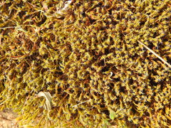 Syntrichia ruraliformis