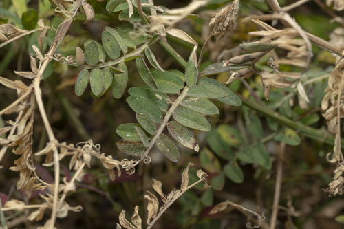 Image of Vicia eriocarpa by (c) Eleftherios Katsillis, some rights reserved (CC BY)