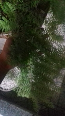 Myriopteris lendigera