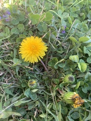 Taraxacum officinale