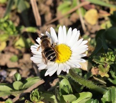 Andrena gravida