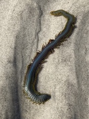 Alitta virens