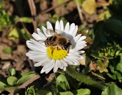 Andrena gravida