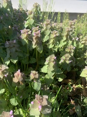 Lamium purpureum
