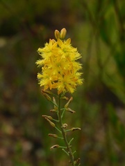 Bulbine cepacea