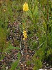 Bulbine cepacea