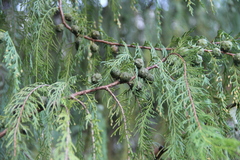 Cupressus pendula