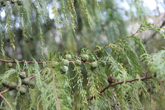 Cupressus pendula