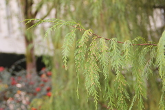 Cupressus pendula