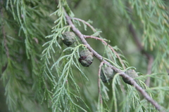 Cupressus pendula