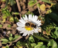 Andrena gravida