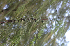 Cupressus pendula