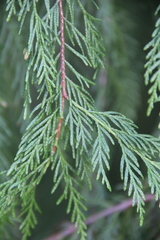 Cupressus pendula