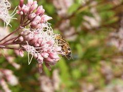 Eristalinus quinquestriatus