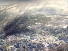 Lemanea fluviatilis