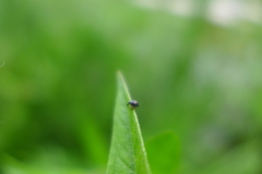Nanophyes