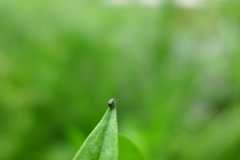 Nanophyes