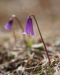 Soldanella pusilla