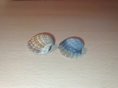 Acanthocardia paucicostata