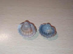 Acanthocardia paucicostata