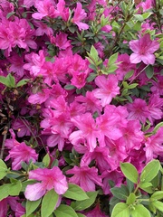Rhododendron indicum