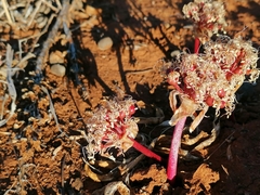 Haemanthus barkerae