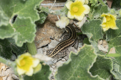 Anatololacerta pelasgiana