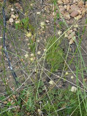 Knowltonia anemonoides