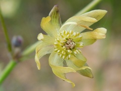 Knowltonia anemonoides