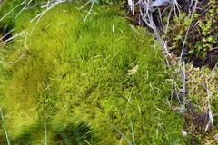 Flexitrichum flexicaule