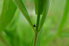 Nanophyes
