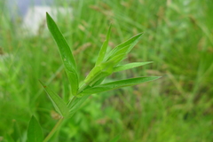 Nanophyes