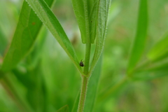 Nanophyes