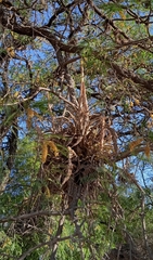 Tillandsia achyrostachys