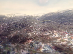 Lemanea fluviatilis