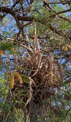 Tillandsia achyrostachys
