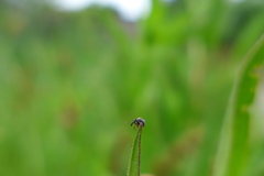 Nanophyes